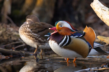 Mandarinente beim Rufen