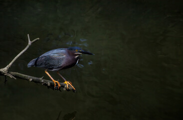 Perched Green Heron