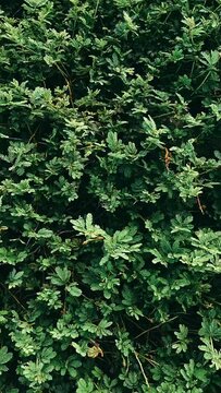 Close up of bed of moss, moss, moody plants, plants, patterns and textures, CLose up 