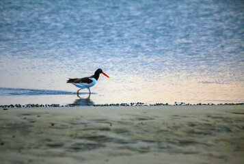 Oyster Catcher By The Bay