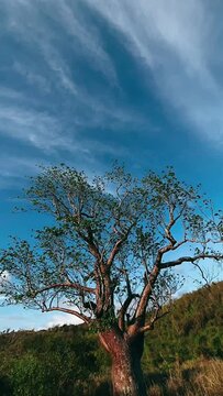 tree in the sky