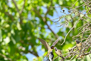 golondrina dando de comer a sus crias