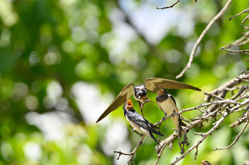golondrina dando de comer a sus crias
