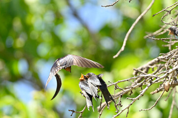 golondrina dando de comer a sus crias