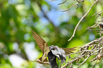 golondrina dando de comer a sus crias