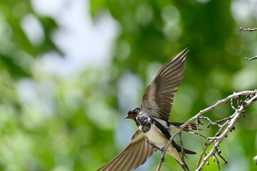 golondrina dando de comer a sus crias