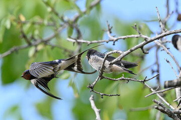 Obraz premium golondrina dando de comer a sus crias