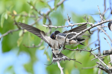 golondrina dando de comer a sus crias