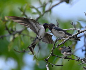 golondrina dando de comer a sus crias