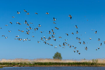 The flock of American white pelican (Pelecanus erythrorhynchos) in flight over lake Michigan.