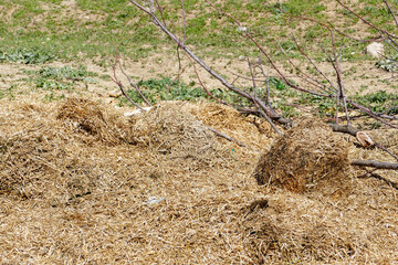 moldy straw standing in the form of waste, old straw waste,
