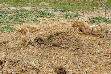moldy straw standing in the form of waste, old straw waste,