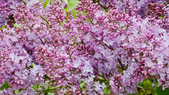Lilac tree begins to bloom, flowering purple flowers in with green stems sway in the wind