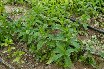 growing fresh green mint in the garden, natural mint close-up,