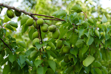 close-up unripe sour apricots,lots of sour raw apricots on the branch,