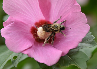 bee on pink flower