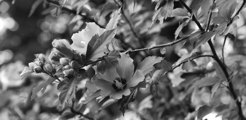 black and white flower