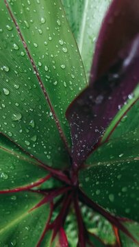 CLose Up of Dew Drops On Plant, Rain, Drops, Rainy Day, Plants In garden,
