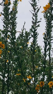 Looking Up, Yellow Flowers On Tree, tree full of Flowrs, Yellow, Pretty Flowers