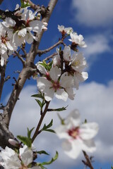 Flowering almond tree