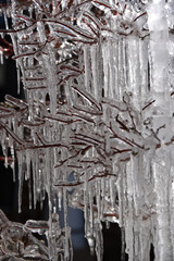 frozen plant icicles
