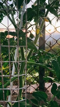 Planting, Food Plant, Tomato Plant, Flower Bud, Tomato Plant in the Garden, Growing Food