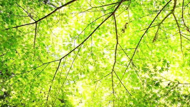 見上げる新緑の森の傘