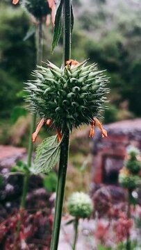 Close up Of exotic plant, exotic Plant in the wind, CLose up, Wild Plants, Plants, Exotic, Tropical Plants