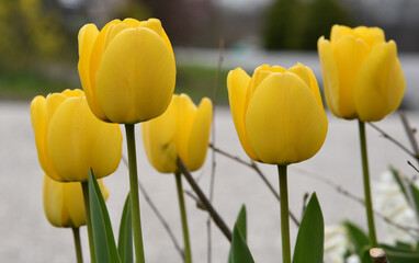 Obraz premium yellow tulips in the garden