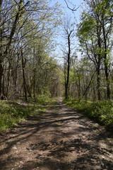 trail in the woods