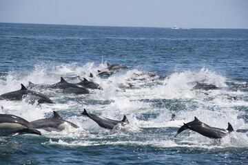 DELFIN COMUN EN TUMBES, PERU © Andrea