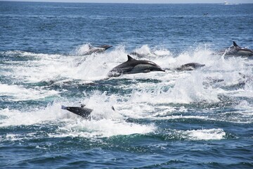 DELFIN COMUN   TUMBES, PERU. © Andrea
