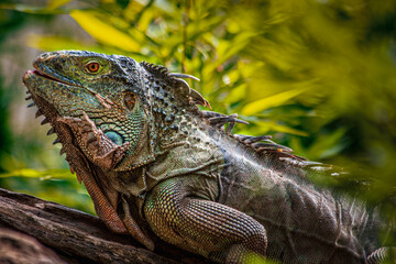 Iguana - Iguana é um gênero de réptil da família Iguanidae
