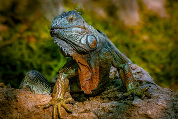 Foto frontal de uma Iguana - Iguana é um gênero de réptil da família Iguanidae