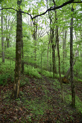 Obraz premium path in the forest