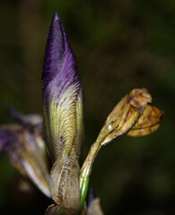 Budding Iris