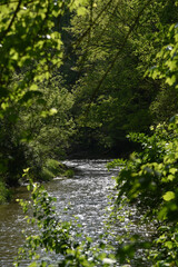 river in the forest