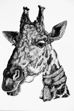 Portrait of a giraffe with a scarf around his neck - a sketch made by a liner