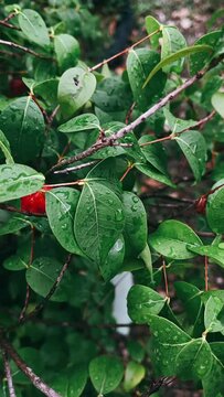 Rain Drops on Leaves, Cherry Tree, Cherries, Wild Fruit, Fruit PLants, Growing Food, Rainy Days