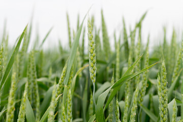 Young green spikelets of wheat