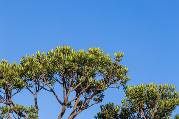 treetop with green leaves under blue sky