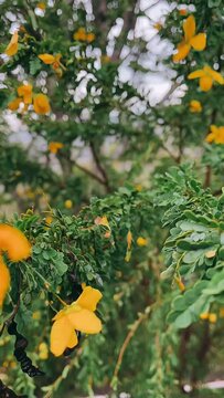 beautiful tree of yellow flowers, yellow flowers, Windy Day, tree branches with flowers blowing in the wind,