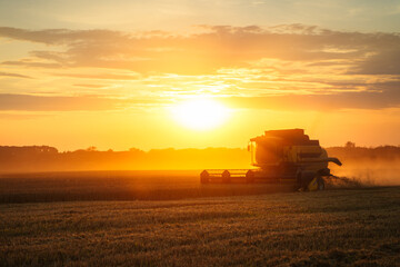 Fototapeta premium Combine harvester harvests ripe wheat. Ripe ears of gold field on the sunset cloudy orange sky background. . Concept of a rich harvest. Agriculture image
