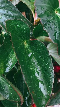 dark green leaves with dew drops on them, Green Leaves, Raining, Rainy Day, Raining On leaves, Rain drops