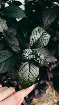 Person Touching a dark green leaf, Leaf, Gardens, Moody Plants