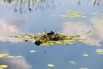 Blässhuhn sitzt im Nest auf dem Teich