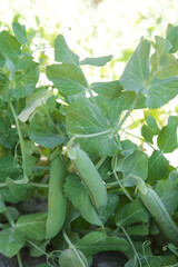 Ripe green peas in the organic garden
