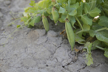Green peas in the organic garden growing from dry land. Farming in drought area.