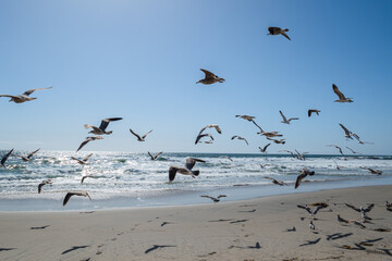 Fototapeta premium flock of seagulls