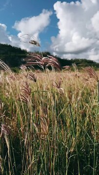 wheat blowing in the Wind, Field Of wheat, windy day,